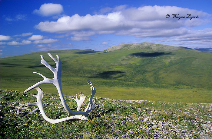 Vuntut National Park 106 by Dr. Wayne Lynch &copy;